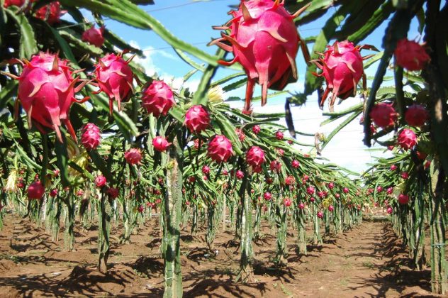 LA PITAHAYA conquistó con su sabor al mercado norteamericano.