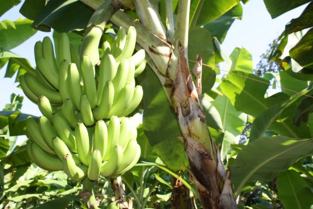 LA FRUTA es muy demandada actualmente.