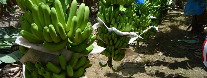 EL DEL banano es el cultivo más importante de Tabasco.