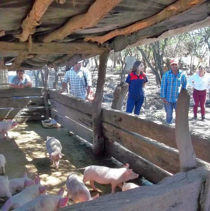 PRIMERAMENTE, SE apoyará a los pequeños porcicultores de Tlaxcala.