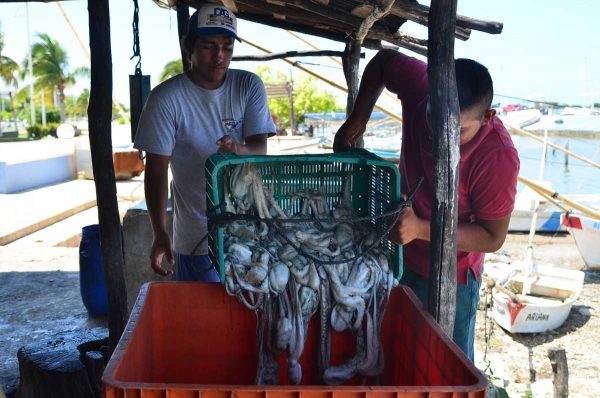 CAMPECHE PRODUCE arriba de nueve mil toneladas al año de pulpo Maya.