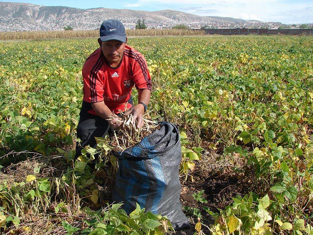 IMPULSARÁN los proyectos de los jóvenes campesinos de Querétaro.