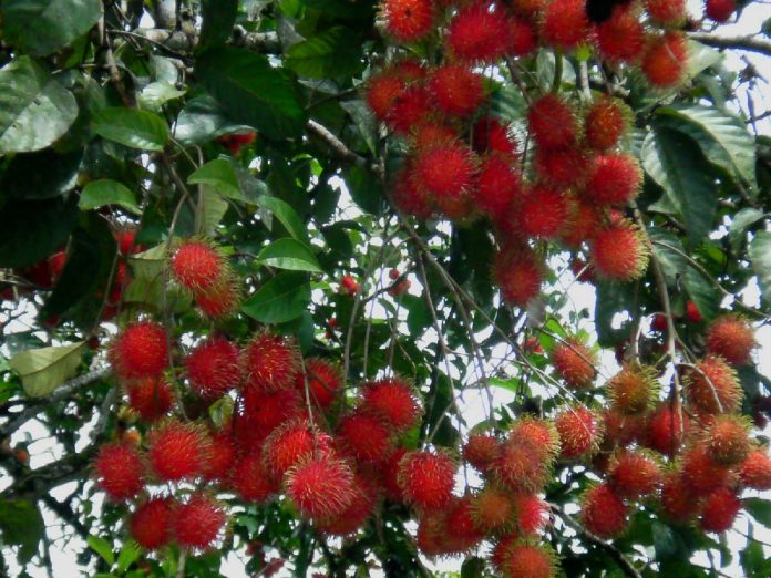LAS LLUVIAS afectaron la producción de la fruta exótica en el estado sureño.