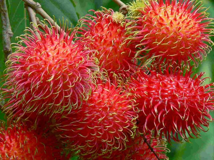 ENVIARÁN UN embarque con 10 toneladas del fruto exótico a los Emiratos Árabes Unidos.