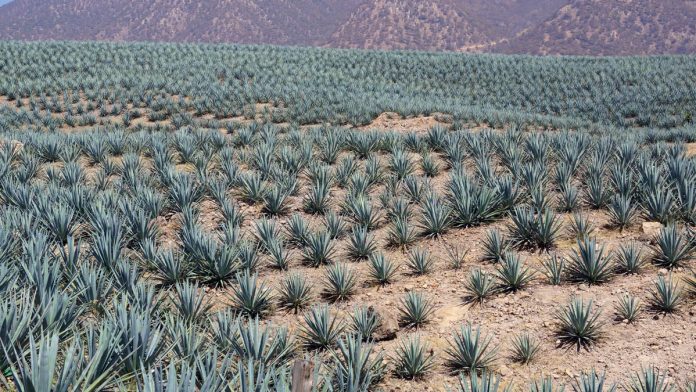 ROBARSE UNA planta de agave tequilero u otros productos vegetales, en Jalisco será sancionado hasta con 18 años de cárcel.