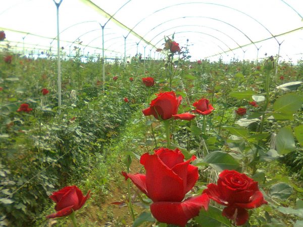 PLANEAN AUMENTAR la producción de variedades de rosas.