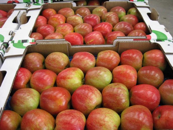 LA PRODUCCIÓN de manzana del país creció 91.2 por ciento.