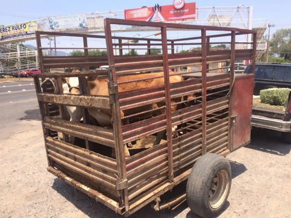 ASEGURAN QUE con esta modificación se busca dotar de certeza jurídica a los productores, proteger a los productores y combatir el abigeato.