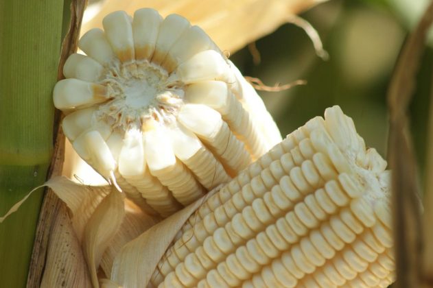 LA TONELADA de maíz alcanzará un precio-objetivo de 3 mil 800 pesos.