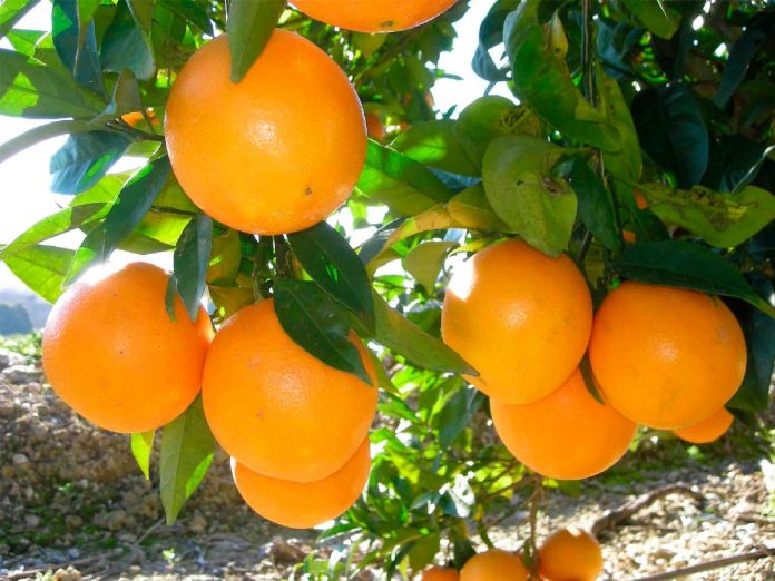ALREDEDOR DE 6 mil 500 hectáreas sembradas con naranja tiene San Luis Potosí.
