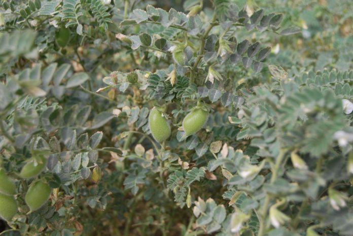 RECOMIENDAN CULTIVAR granos como el garbanzo que requieren de poca agua.