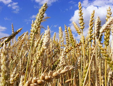 LA REDUCCIÓN de superficie para la siembra del trigo desestabilizará la economía del sur de Sonora.