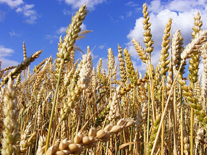 LA REDUCCIÓN de superficie para la siembra del trigo desestabilizará la economía del sur de Sonora.