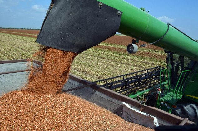 GUASAVE CUENTA con alrededor de seis mil hectáreas sembradas de sorgo.