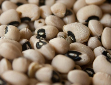 LOS AGRICULTORES norteamericanos sembraron 7 % más soya este año, pero 3 % menos maíz y 9% menos trigo que en 2016.