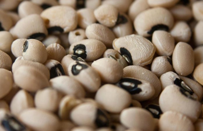 LOS AGRICULTORES norteamericanos sembraron 7 % más soya este año, pero 3 % menos maíz y 9% menos trigo que en 2016.
