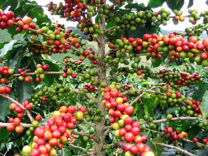 BUSCAN CAPACITAR a los cafeticultores del país para alcanzar la meta de producción de 4.5 millones de sacos en el 2018.