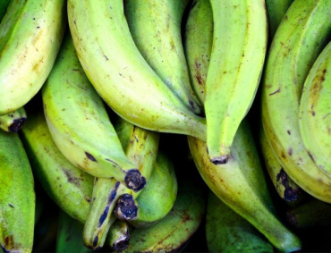LA PRODUCCIÓN alcanza para cubrir tanto el mercado nacional como internacional.