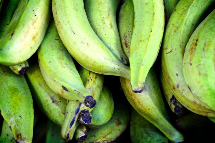 LA PRODUCCIÓN alcanza para cubrir tanto el mercado nacional como internacional.