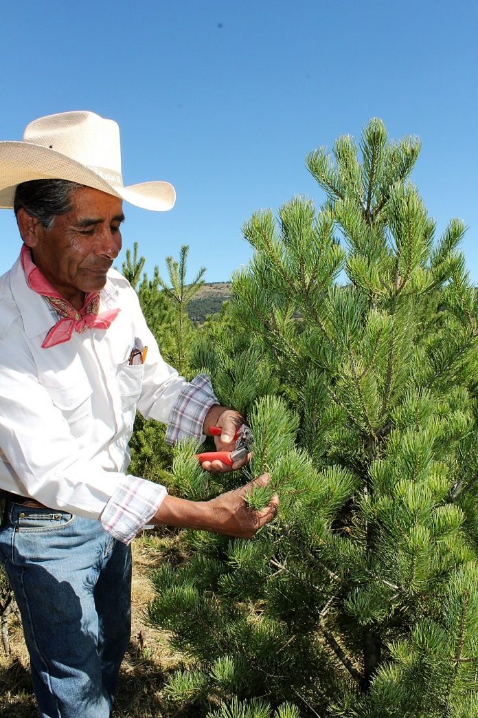 EN MÉXICO ya están a la venta 466 mil nuevos árboles de Navidad, cultivados por silvicultores mexicanos, informa la Conafor.