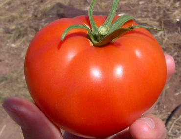 HASTA EN 30 % se disparó el precio del tomate mexicano de exportación, al pasar de 8.27 a 12.34 dólares, tras de que EE.UU. le aplicara un arancel del 17.5 por ciento el 7 de mayo.