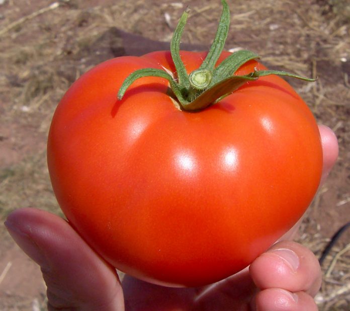HASTA EN 30 % se disparó el precio del tomate mexicano de exportación, al pasar de 8.27 a 12.34 dólares, tras de que EE.UU. le aplicara un arancel del 17.5 por ciento el 7 de mayo.