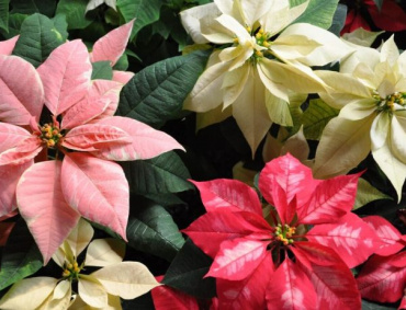 AL MENOS 55 millones de flores de nochebuena produce el país para las celebraciones decembrinas.