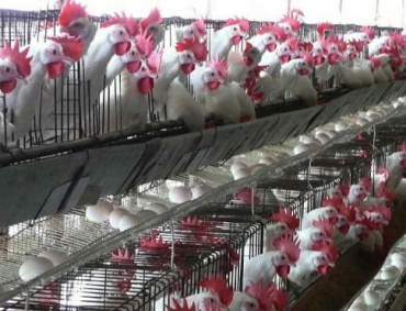 A PESAR de ser mortal para las aves, no representa ningún riesgo para la salud humana, afirman autoridades de salud.