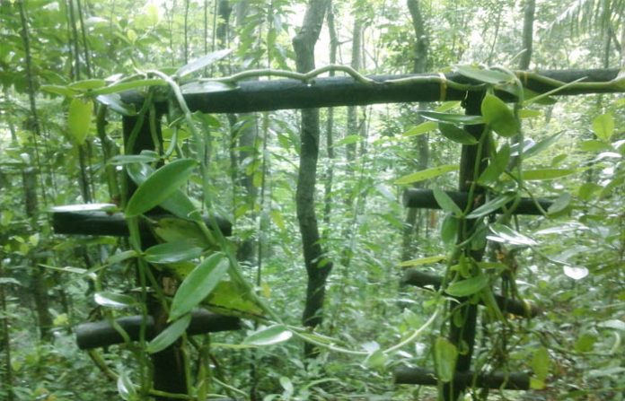 POR UN difícil periodo de estiaje, los productores de vainilla de Papantla comienzan a perder parte de su cosecha