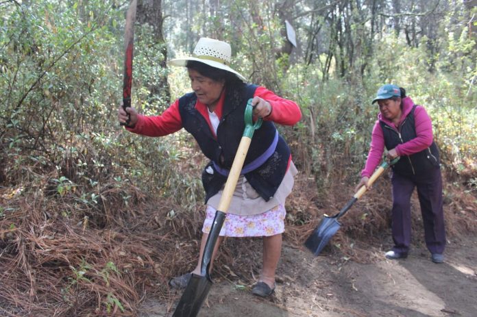 UN GRUPO de mujeres, en su mayoría de la tercera edad,, vigilan y dan mantenimiento a un bosque en Tlaxcala.