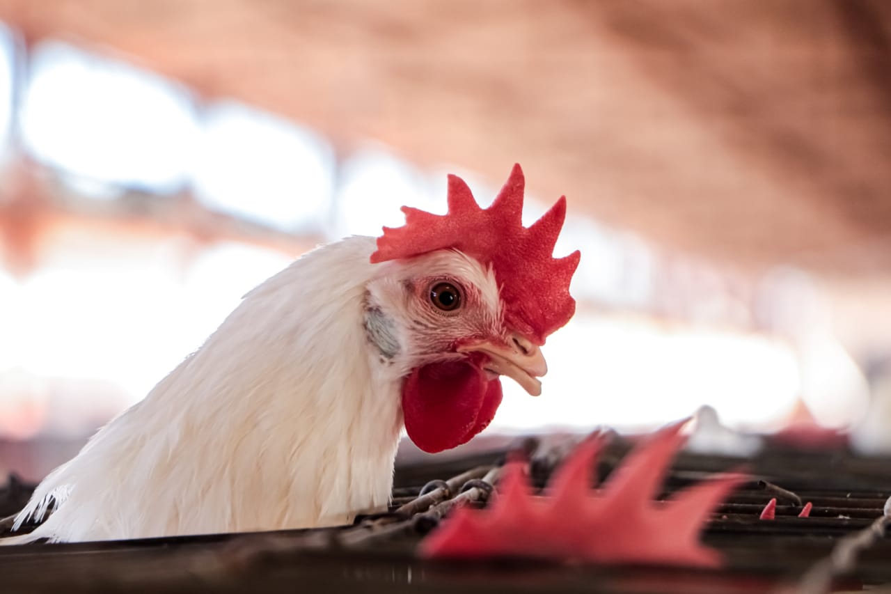 La Secretaría de Agricultura y Desarrollo Rural informó que el brote de influenza aviar detectado en Coahuila y Durango está controlado, pues en las últimas semanas no se han identificado más granjas avícolas con signos clínicos sugestivos a esta enfermedad.