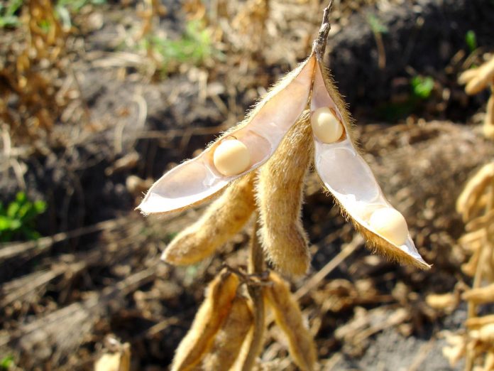 LA COSECHA de soya de Yucatán, superará las 25 mil toneladas este año.