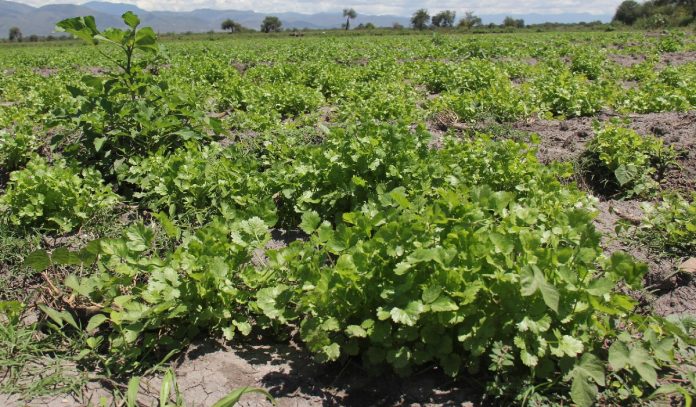 CULTIVOS DE cilantro y hortalizas son regadas con este tipo de agua sucia.