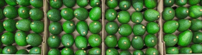 POR EL posible cierre fronterizo con EE.UU., el precio del aguacate mexicano subió 34 por ciento