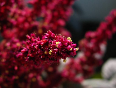 LOS PRODUCTORES, científicos e industrializadores de amaranto nacionales y de Chile, buscan mejorar el cultivo para que sea incluido en la canasta básica.