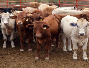 CADA AÑO Colima envía entre 7 mil 500 y 8 mil cabezas de ganado al mercado del vecino del norte.