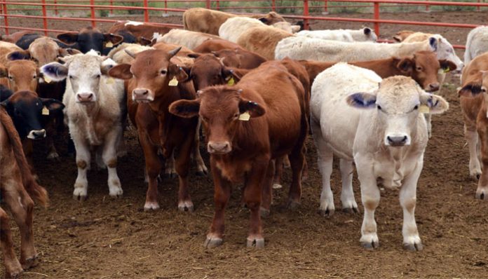 CADA AÑO Colima envía entre 7 mil 500 y 8 mil cabezas de ganado al mercado del vecino del norte.