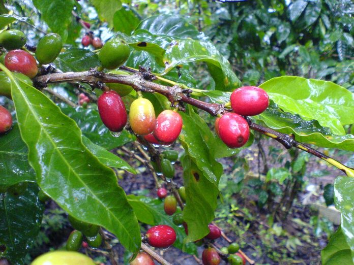 LA PRODUCCIÓN de café en Colima ascendió a dos mil toneladas.