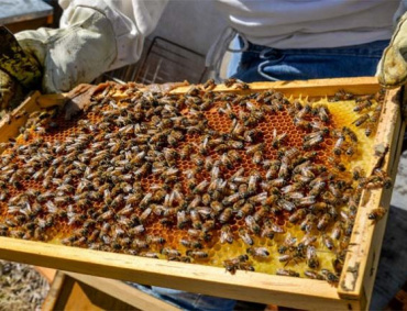 LA ENTRADA de miel falsa al mercado europeo es un duro golpe al bolsillo de los apicultores del país.