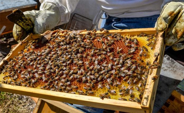 LA ENTRADA de miel falsa al mercado europeo es un duro golpe al bolsillo de los apicultores del país.