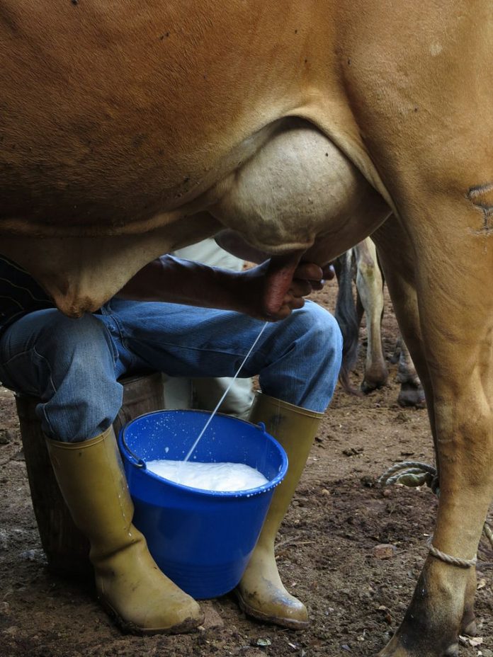 EN LA REGIÓN de La Laguna dejaron de producir de 1.5 a 1.8 millones de litros diarios de leche por el intenso calor de hasta 44 grados centígrados.