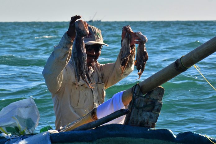 LOS PESCADORES de pulpo maya de Yucatán duplicaron la captura al obtener esta temporada 35 mil toneladas.