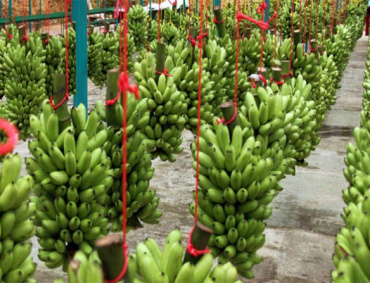 AFIRMA LA SADER que antes de que concluya el año México exportará plátano y sorgo a China, aunado a que las vísceras de cerdo mexicanas estarán en breve en el mercado de ese país.
