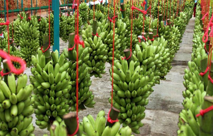 AFIRMA LA SADER que antes de que concluya el año México exportará plátano y sorgo a China, aunado a que las vísceras de cerdo mexicanas estarán en breve en el mercado de ese país.