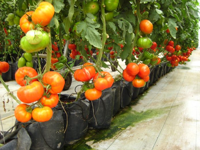 LOS TOMATEROS mexicanos que exportan a EE.UU. podrían apelar un amparo que les rechazó una corte estadounidense, tras de que sus exportaciones a esa nación fueran gravadas con un impuesto del 17.5 por ciento.