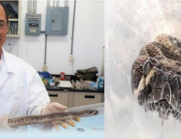 LOS INVESTIGADORES del CONACyT investigan en Baja California los tipos de veneno de las serpientes de cascabel más peligrosas.