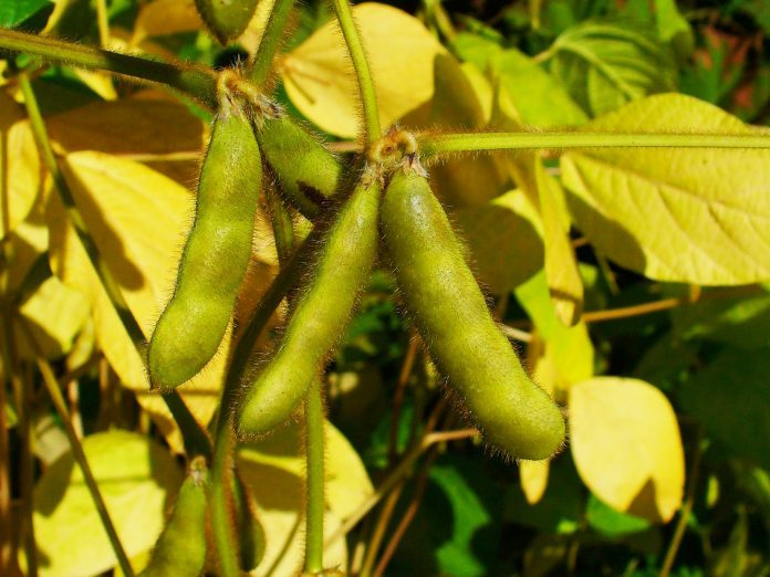 LAS VARIEDADES de soya liberadas por el INIFAP, H100, H200, H300, H400, Tamesí, H600, Luzianía, Vernal y Mariana fueron evaluadas en Campeche.