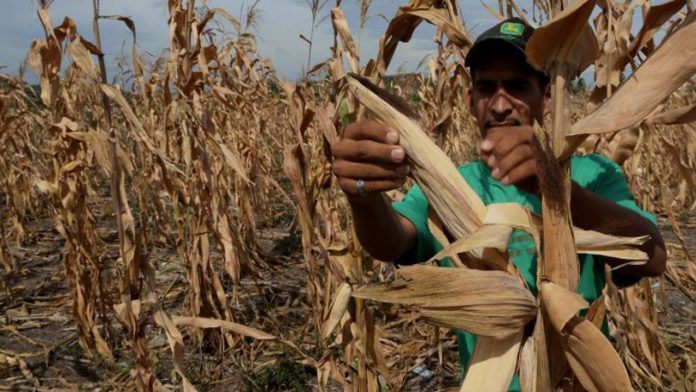 LOS PROGRAMAS de apoyo están dirigidos a impulsar la producción de granos básicos, leche, ganado, pesca y acuacultura, asegura la SADER.
