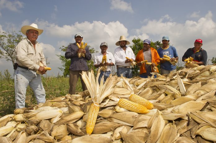 ASEGURAN EN SADER que los programas del gobierno federal ayudarán a cumplir la meta de alcanzar la autosuficiencia alimentaria.