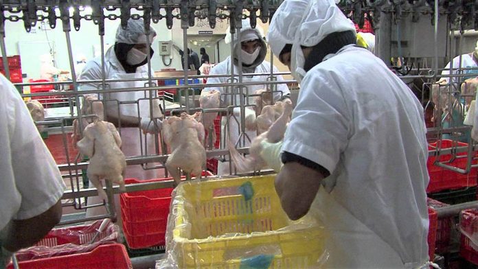 POR EL brote de gripe aviar H7N3 en Guanajuato, el gobierno de Hong Kong suspendió la importación de huevo y carne de pollo de esa entidad.